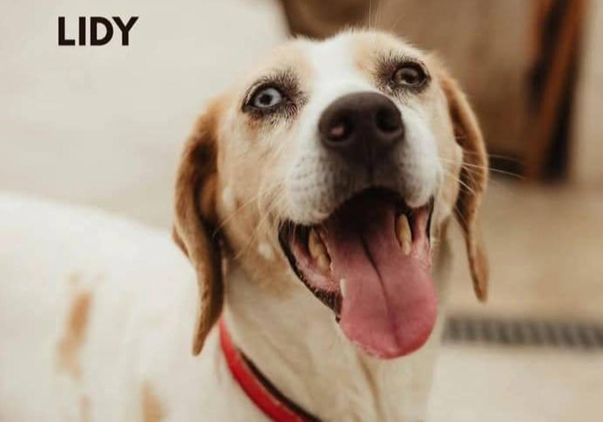 Lidy, una perra muy cariñosa y sociable que necesita un hogar