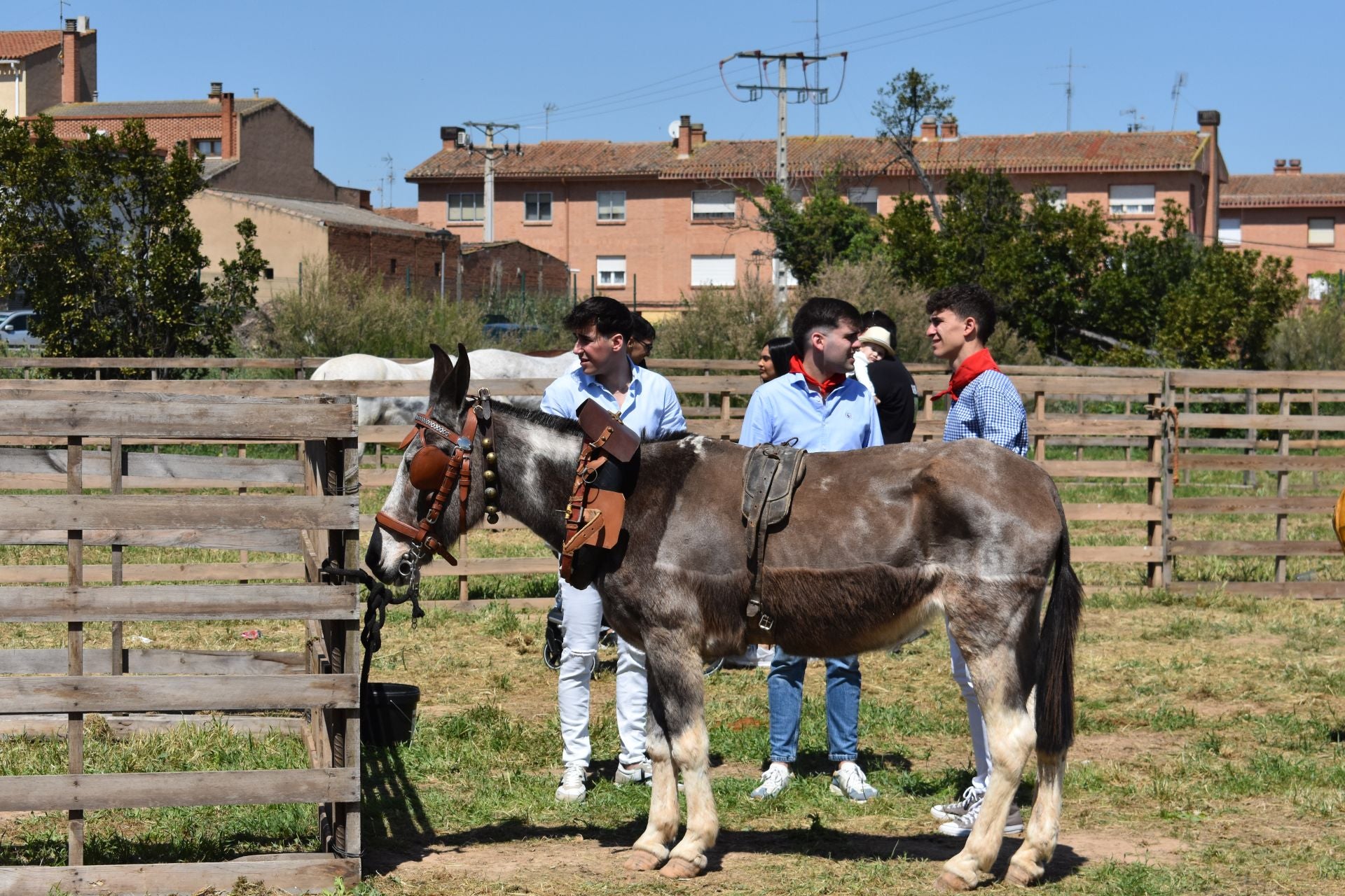 Los caballos protagonizan una mañana de ferias en Rincón de Soto