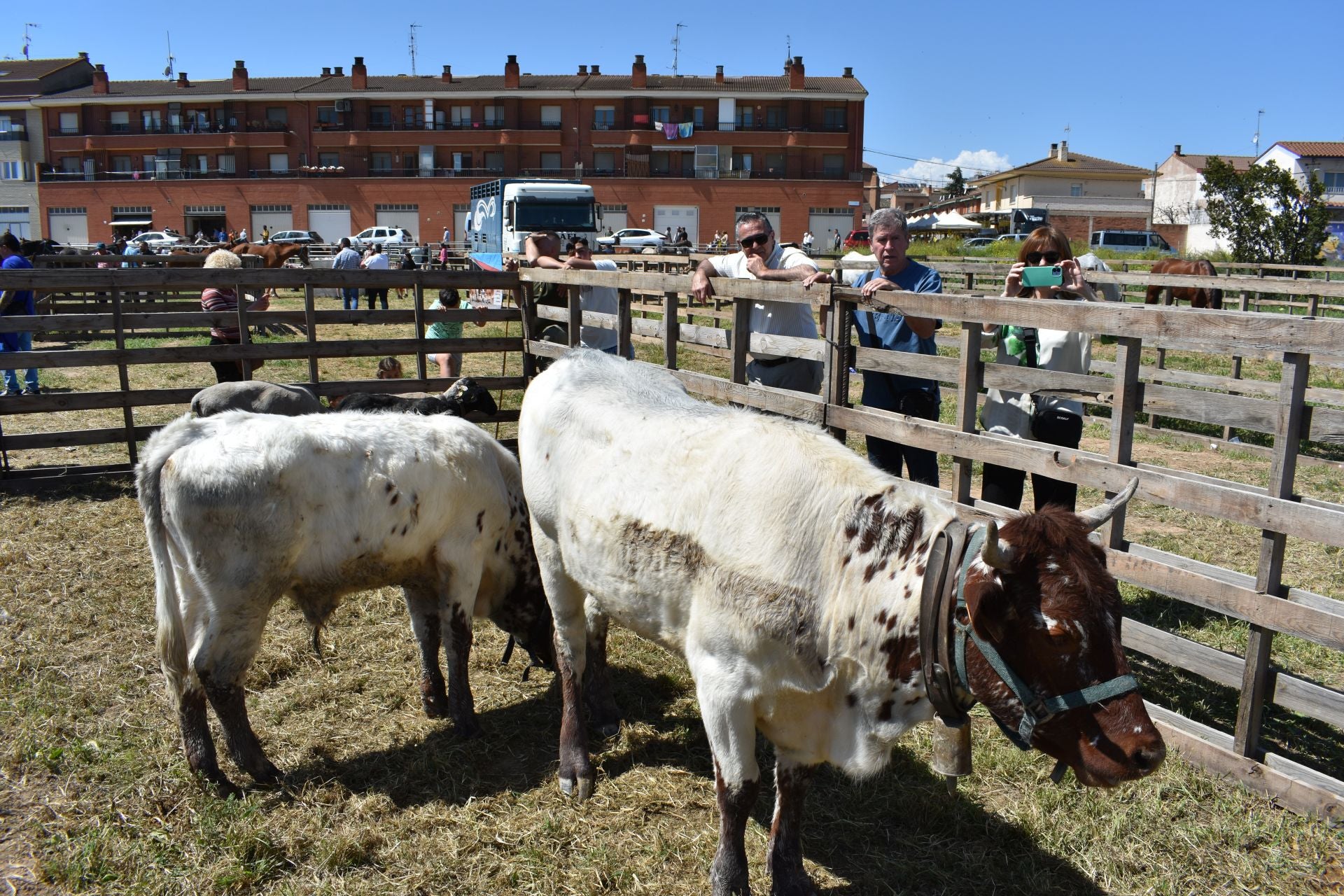 Los caballos protagonizan una mañana de ferias en Rincón de Soto
