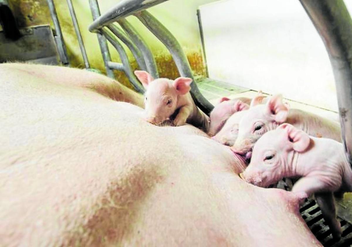 La ganadería riojana se pasa al intensivo con 90.000 cabezas de cerdo más en diez años