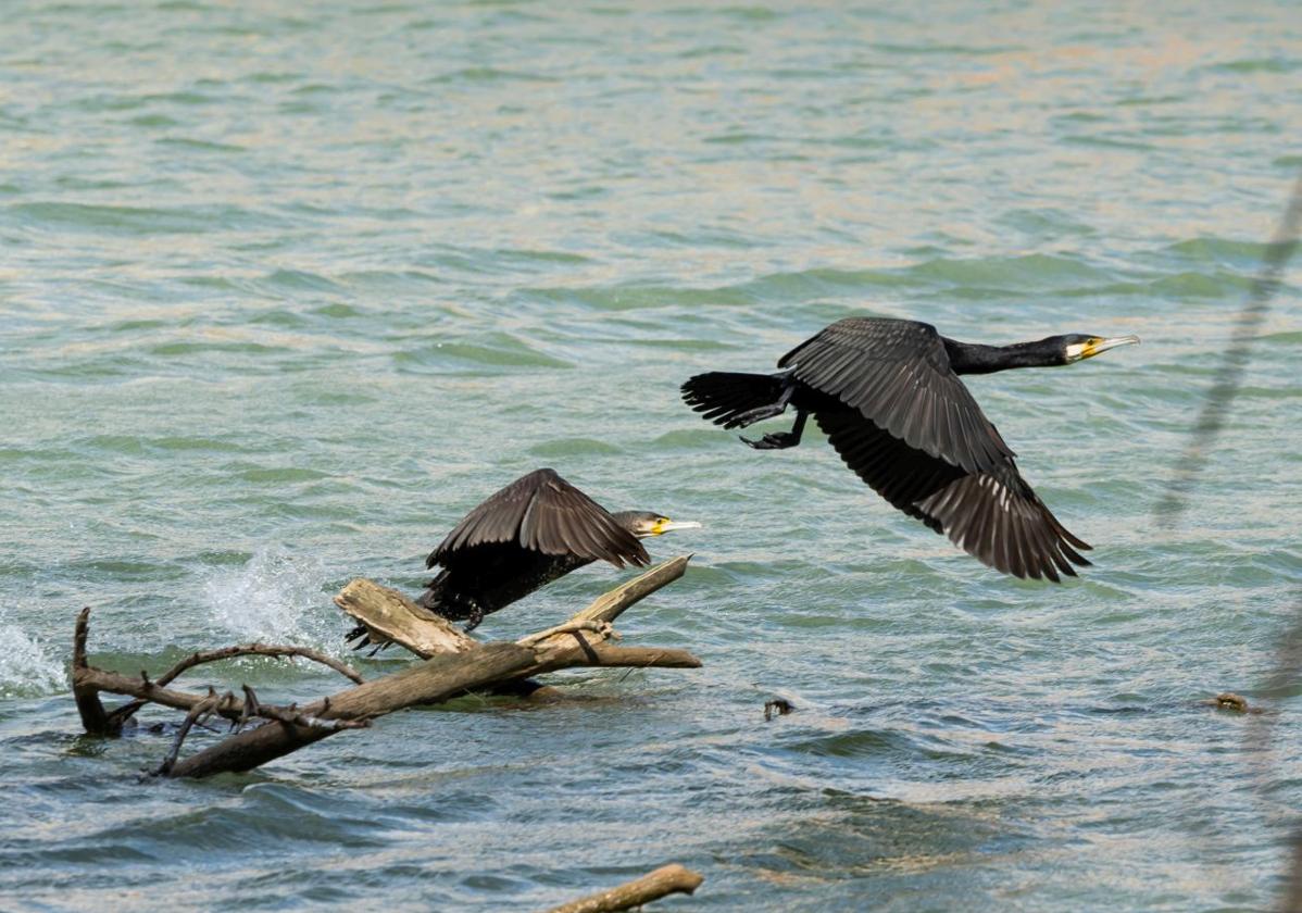 Las mil vidas de la fauna del Ebro