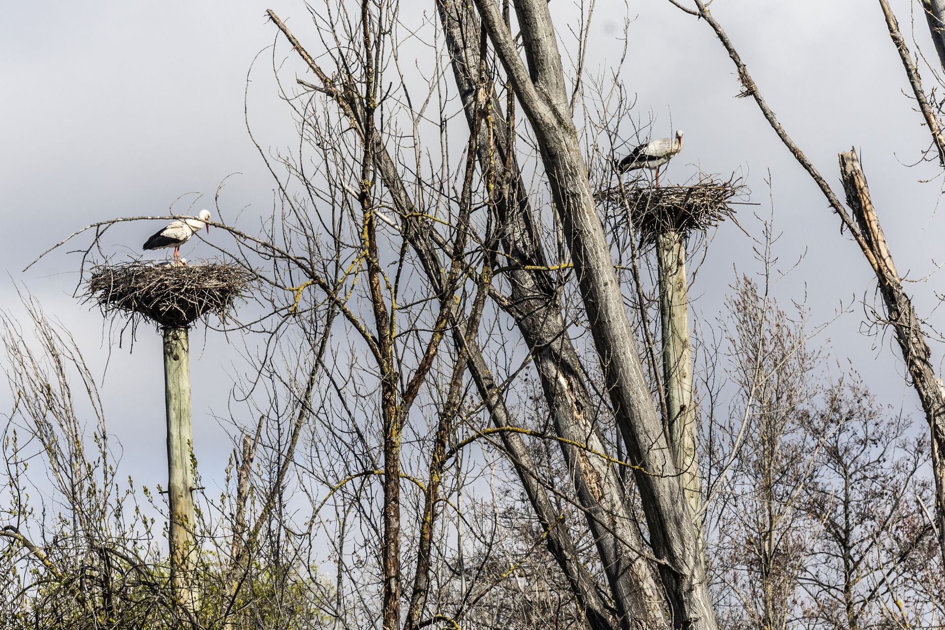 Cigüeñas en sus nidos del parque del Ebro