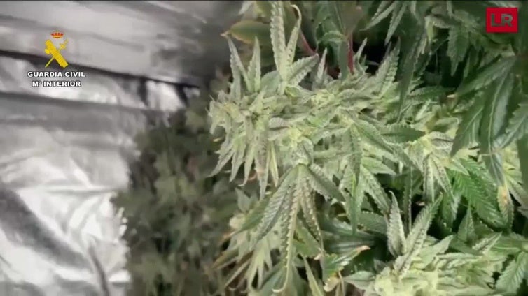 Un caso de violencia de género permite encontrar una plantación de marihuana en Sojuela