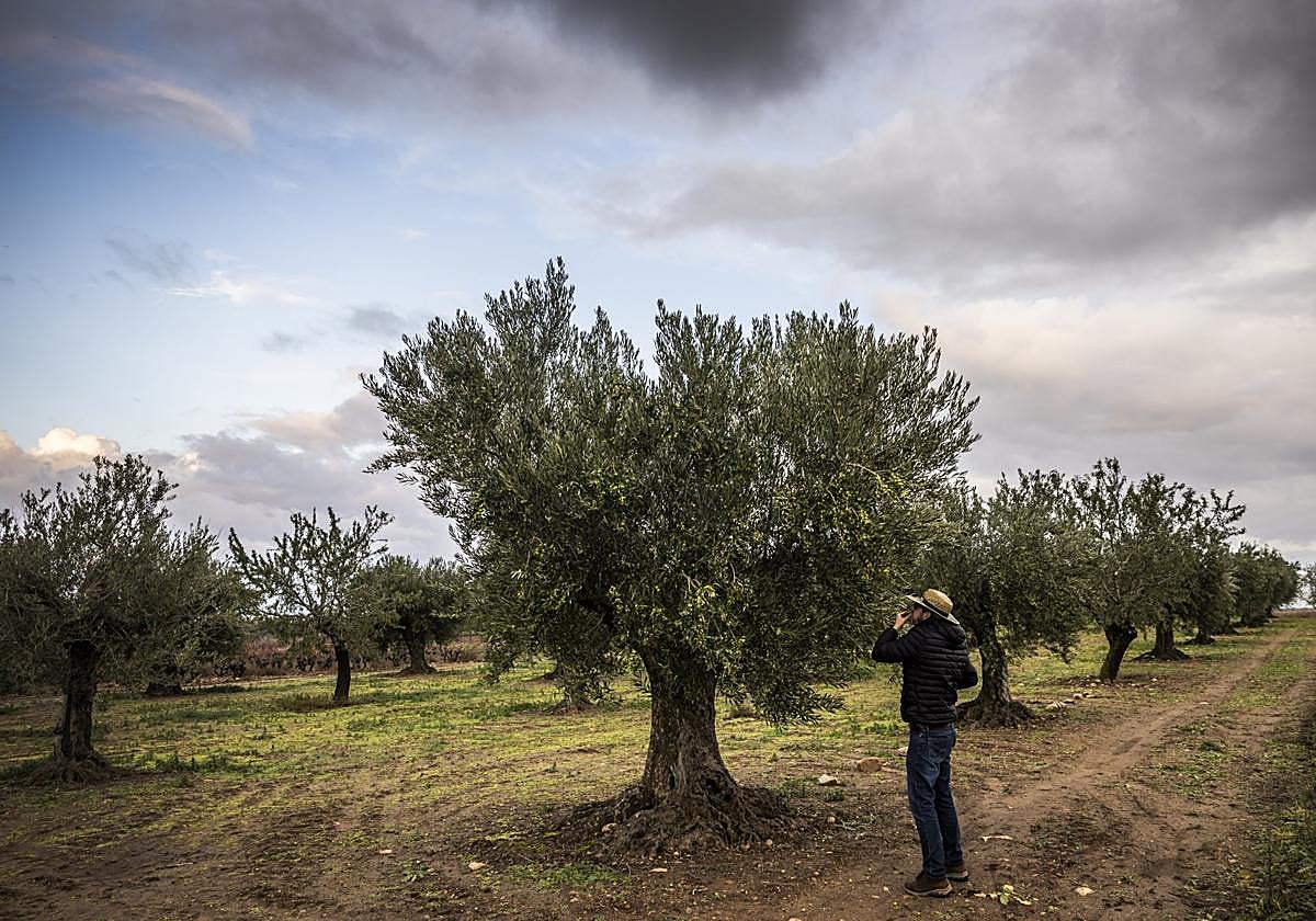 Olivos en un olivar riojano.