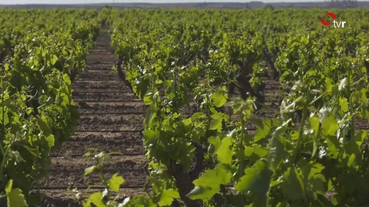 4.5 millones de euros para la vendimia en verde
