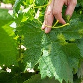 Mancha de mildiu en una hoja de un viñedo riojano, en una imagen de archivo.