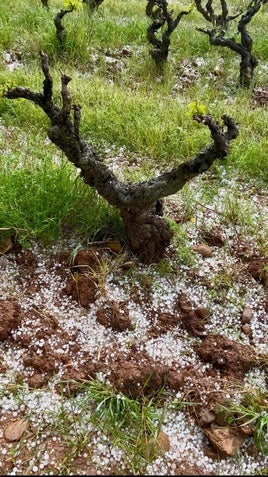 Viñas siniestradas en la zona de la tormenta.