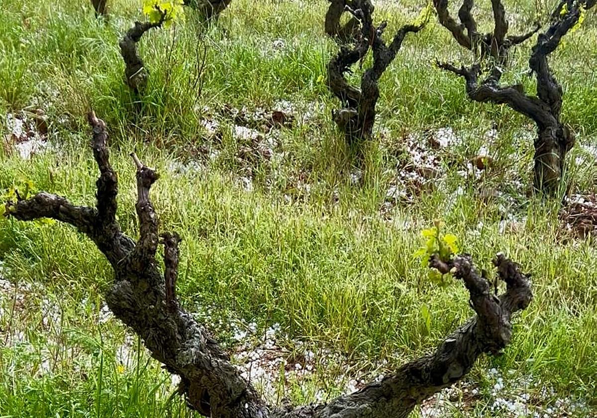 Viñas siniestradas en la zona de la tormenta.