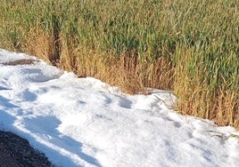Granizo junto a un viñedo de cereal en La Rioja Alta el pasado viernes