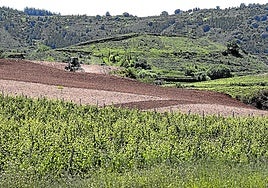 La baja rentabilidad ahuyenta a los jóvenes del sector primario riojano