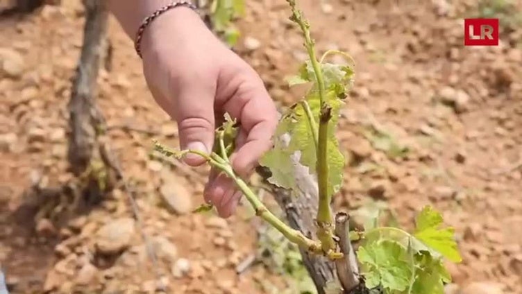 Los efectos de la granizada contados por un viticultor