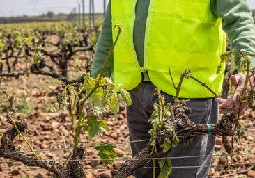 El día después en la zona cero de la granizada: «Llegó en el peor momento posible»