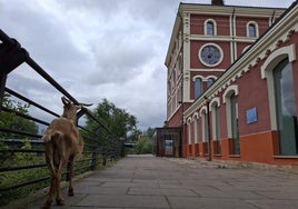 La cabra ha paseado por delante de la casa de Las Ciencias.