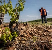 Un agricultor muestra in situ los daños provocados en buena parte del viñedo de La Rioja Baja.