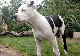 El perro Narco, que sobrevivió a una situación de abandono.