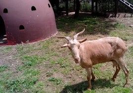 La cabra en la granja del parque La Grajera.