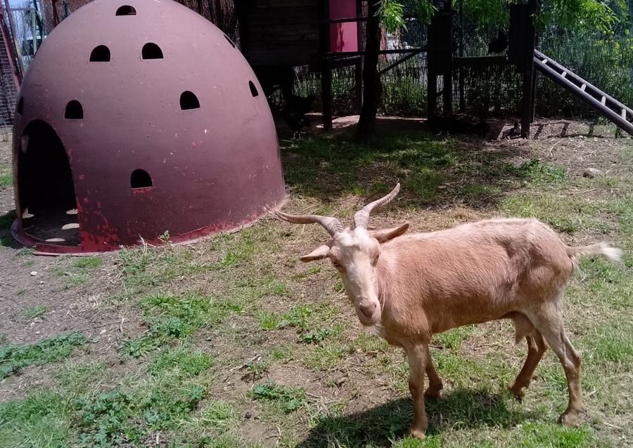 La cabra en la granja del parque La Grajera.