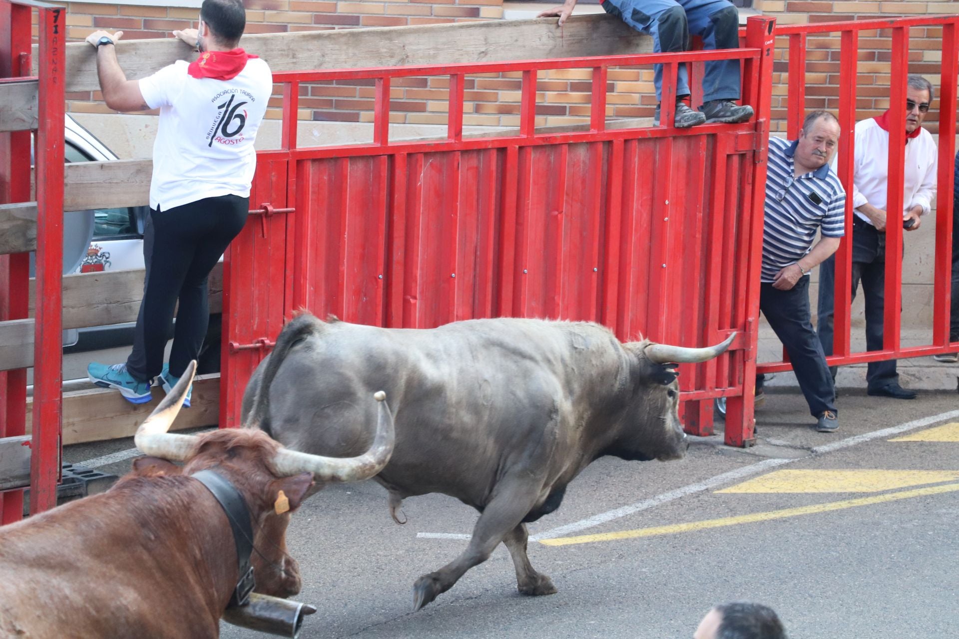 Las fiestas de San Isidro en Alfaro llegan a su fin