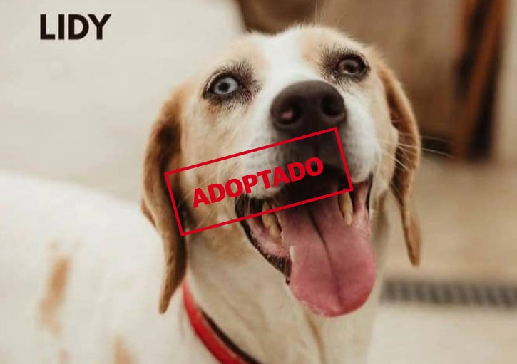Lidy, una perra muy cariñosa y sociable que necesita un hogar