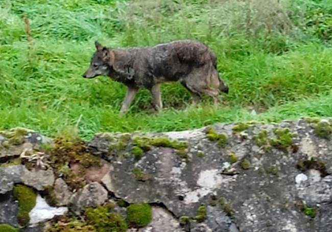 Un lobo avistado en Viniegra de Abajo.