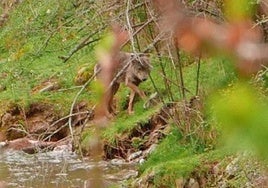 Lobo avistado junto a un arroyo del que bebió agua en Viniegra de Abajo en 2018.
