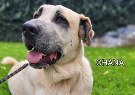 Ohana, una perrita que nunca ha tenido hogar
