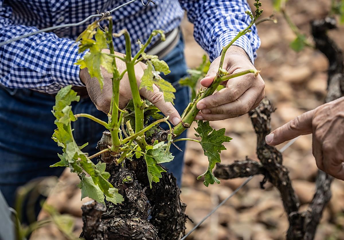 Viñedos dañados por el pedrisco.