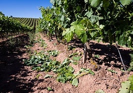Viñedos de la zona de Cordovín sometidos a la cosecha en verde el pasado año.