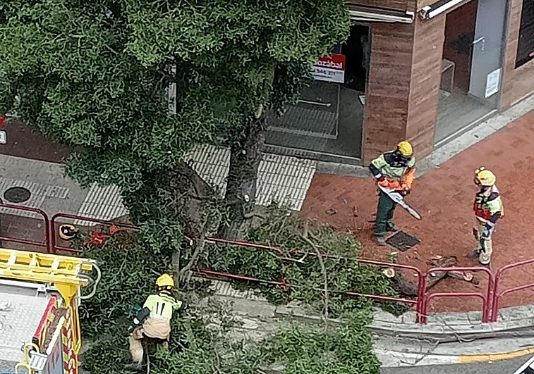 Los bomberos trabajan en la retirada de la rama.