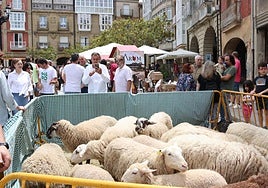 Ovejas del pastor Santiago Muro en el mercado Haromas.