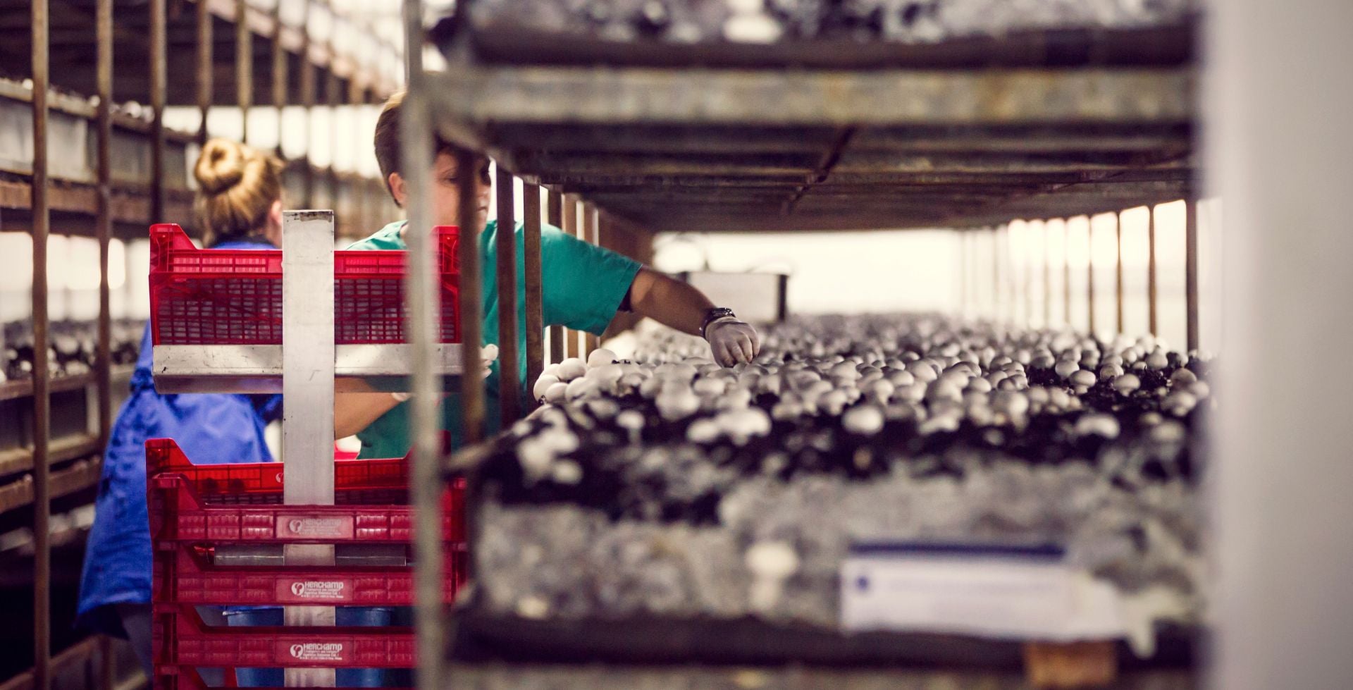 Cultivo industrial de champiñón en La Rioja Baja.