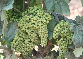 Racimos de uva maduran en una vid.