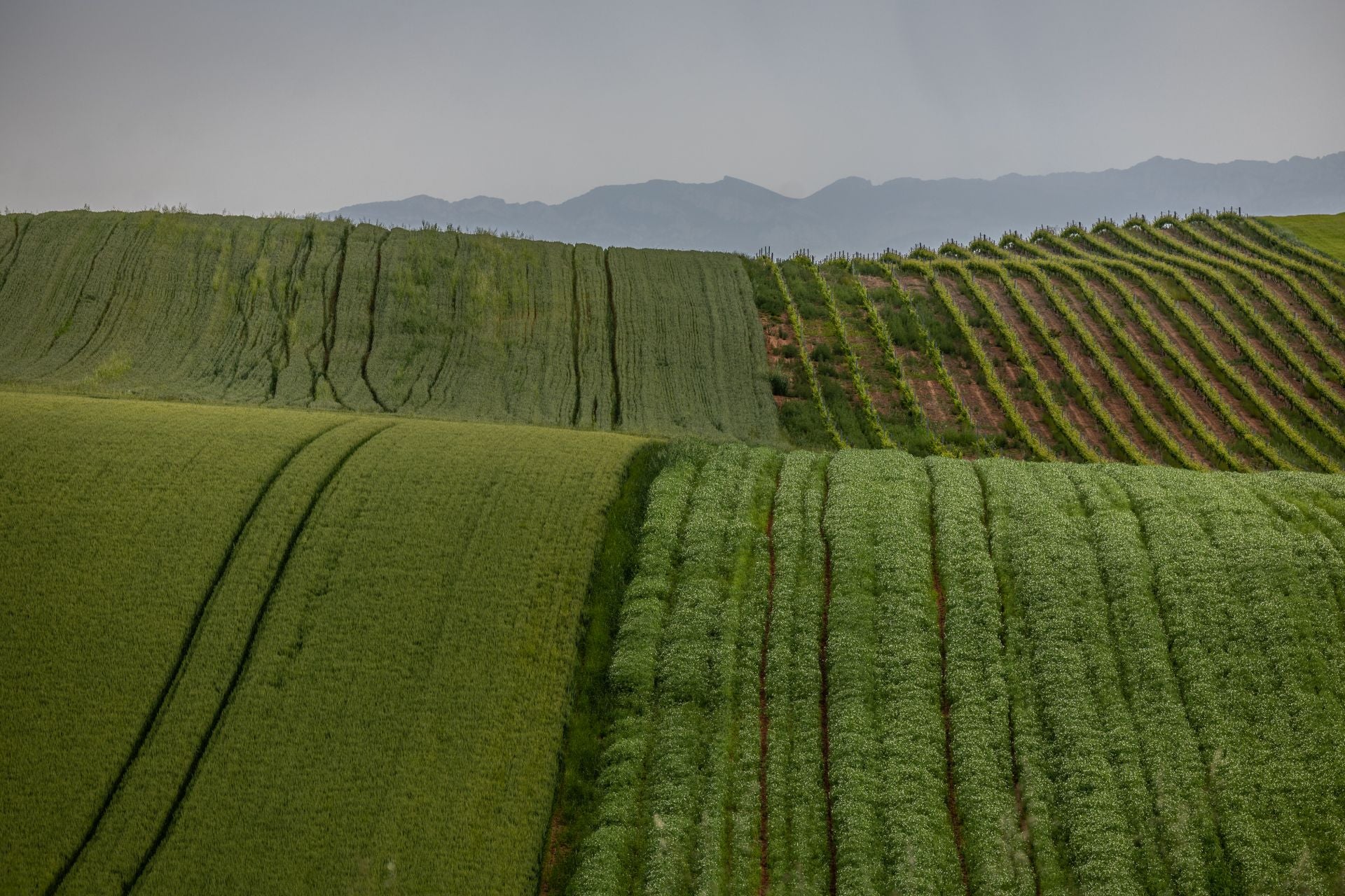 Los paisajes de los campos de cereal en La Rioja