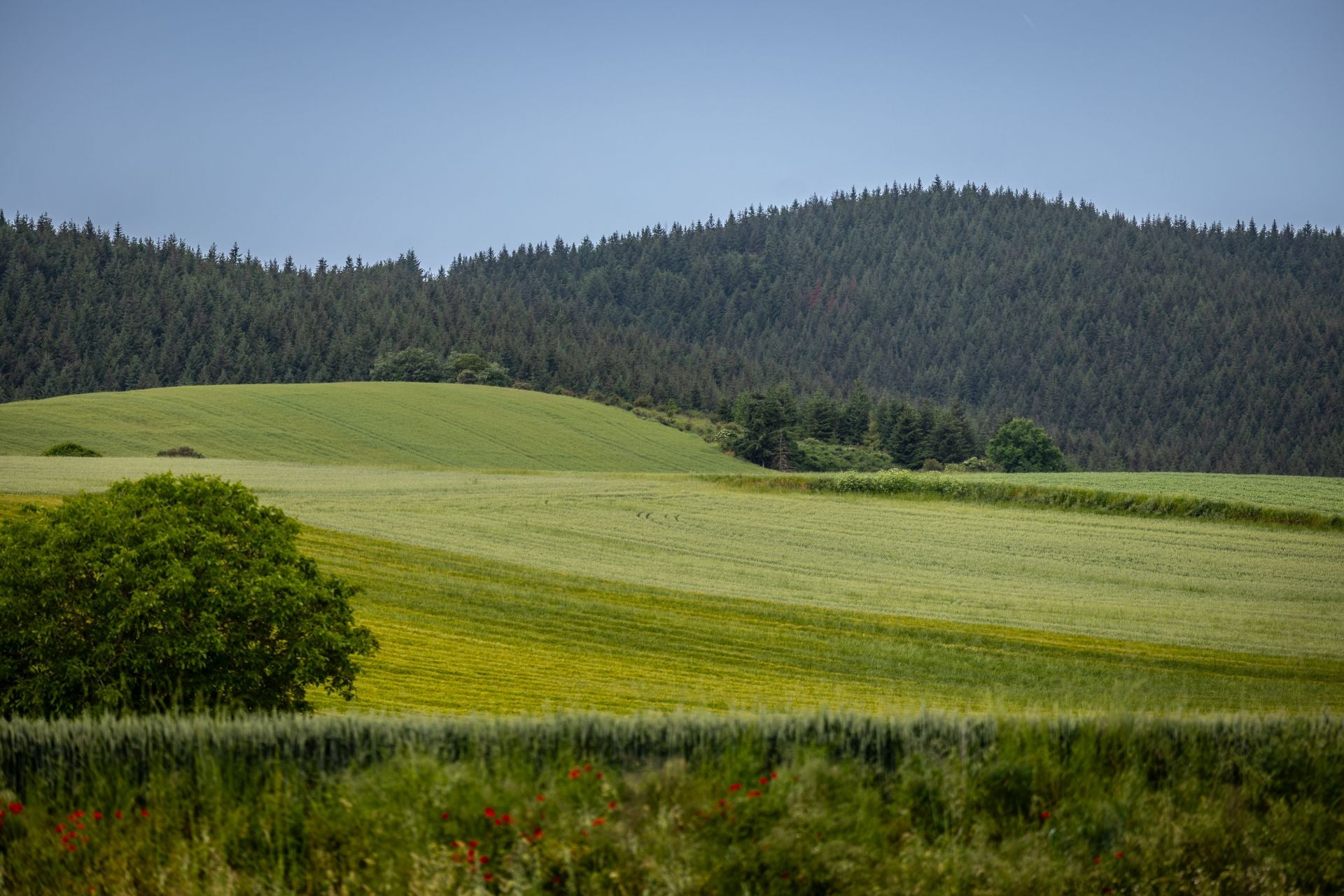 Los paisajes de los campos de cereal en La Rioja