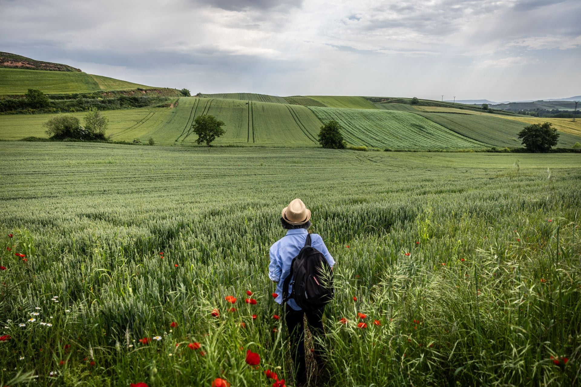 Los paisajes de los campos de cereal en La Rioja