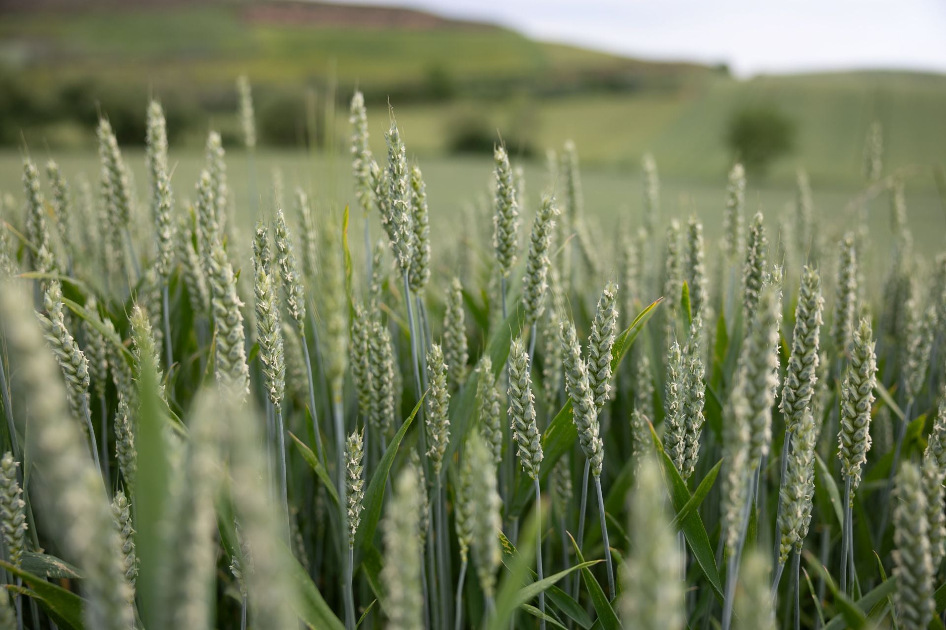 Los paisajes de los campos de cereal en La Rioja