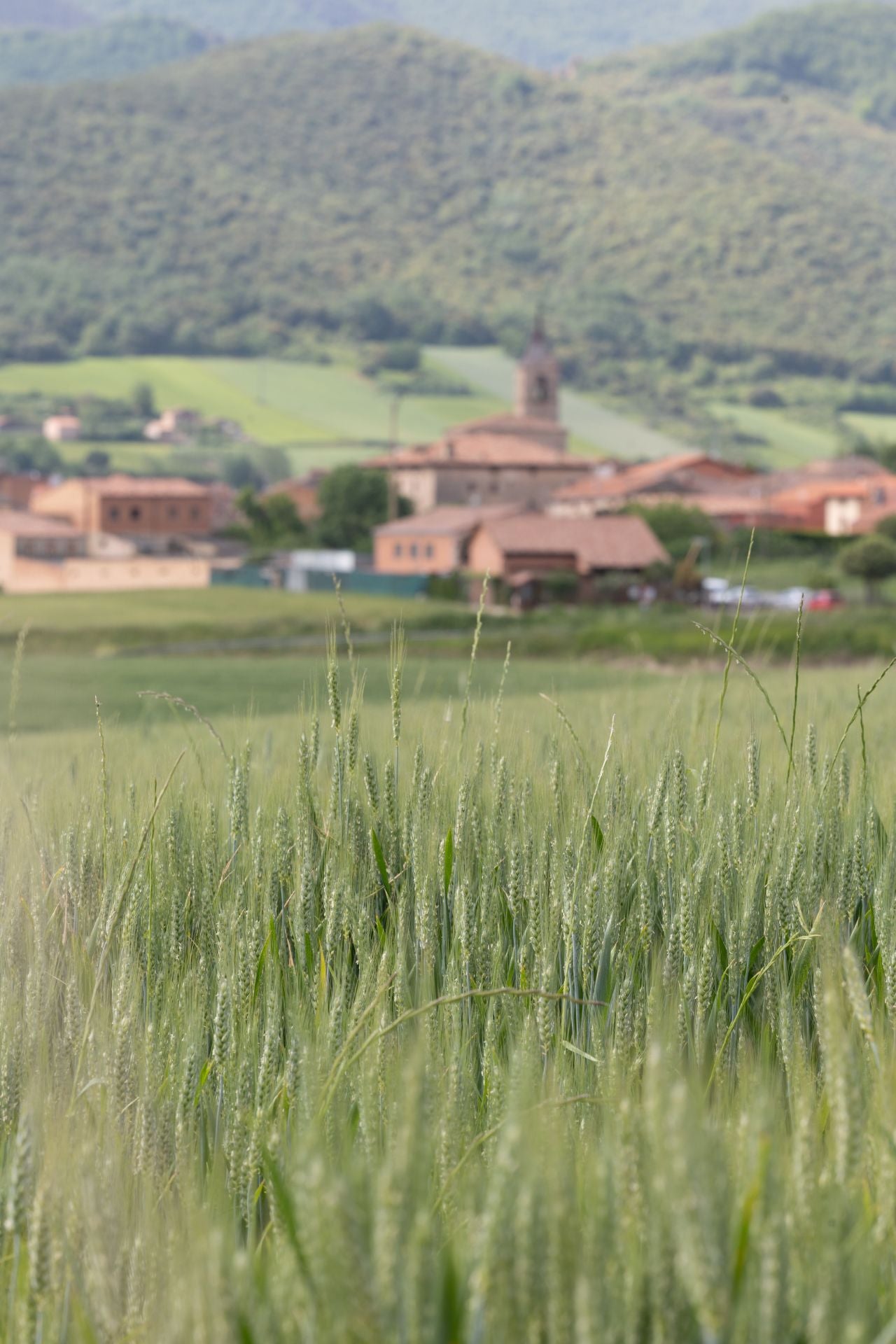 Los paisajes de los campos de cereal en La Rioja