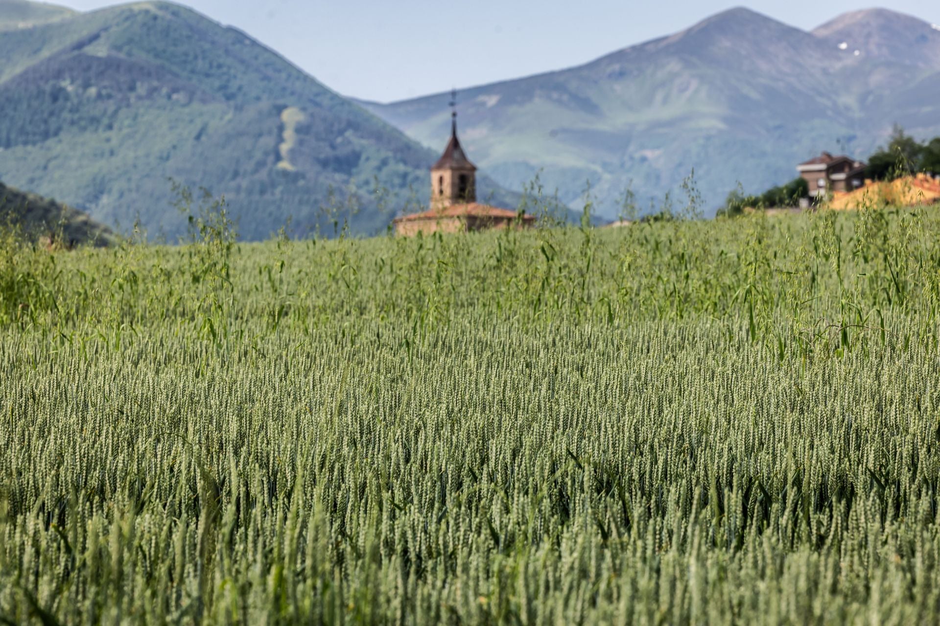 Los paisajes de los campos de cereal en La Rioja