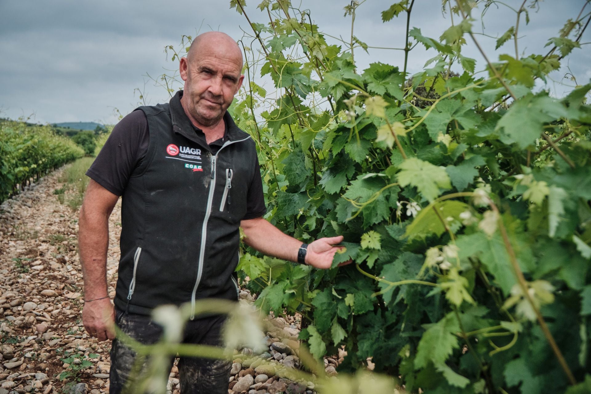 El agricultor Eduardo Melón señala unas viñas de El Cortijo (Logroño) con mildiu en hoja.