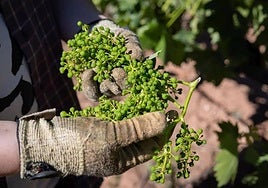 Uvas cortadas en julio del año pasado en un viñedo incluido en la cosecha en verde.