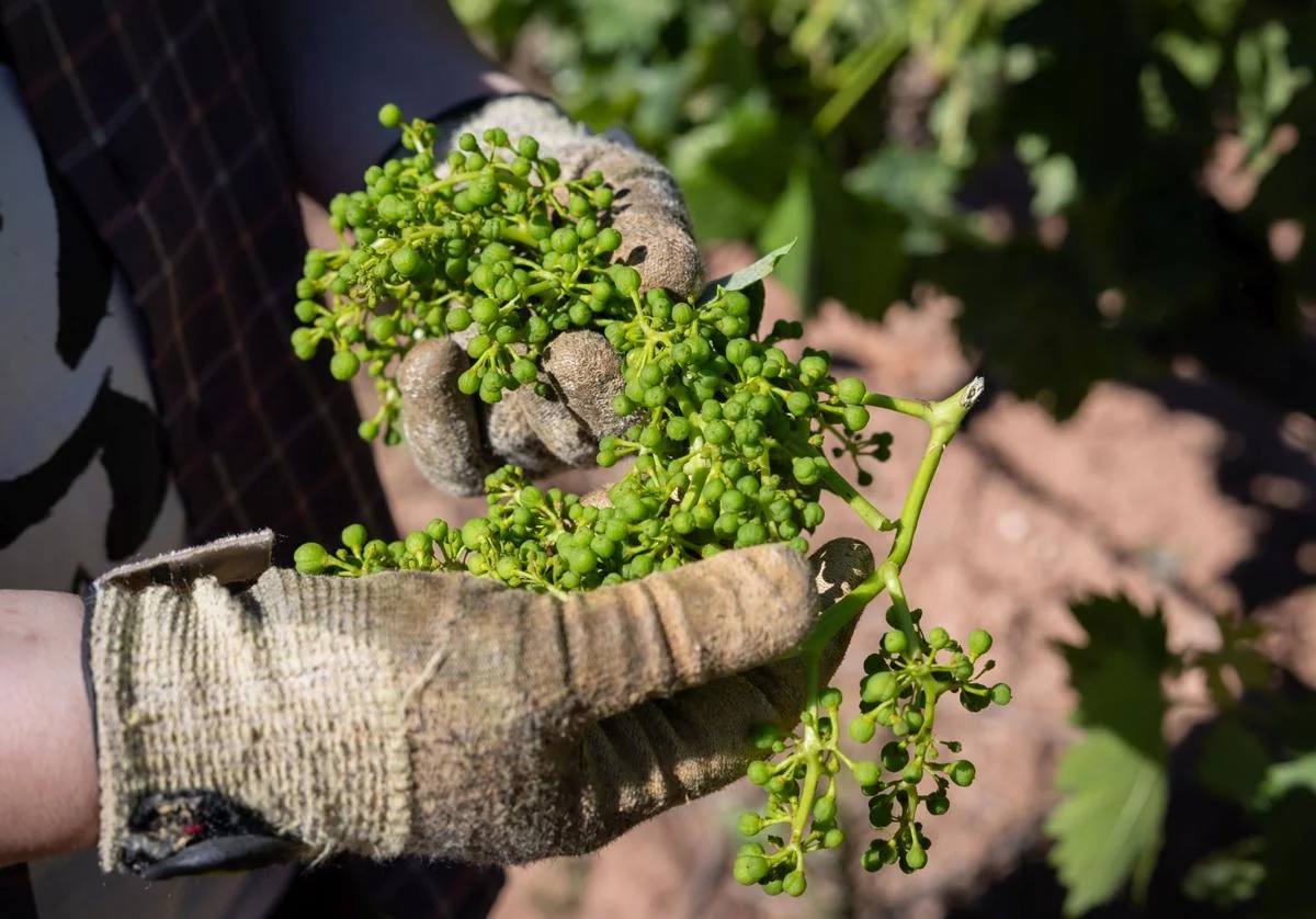 Uvas cortadas en julio del año pasado en un viñedo incluido en la cosecha en verde.