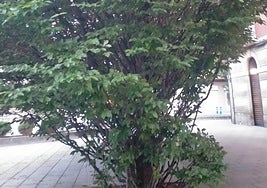 El Teléfono del Lector