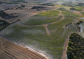 Espectacular imagen aérea de la plantación en key line de Bodegas Roda en Cellórigo.