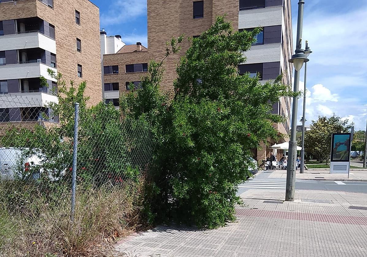 El Teléfono del Lector