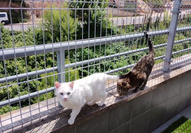 Dos gatos en un balcón con enrejado.