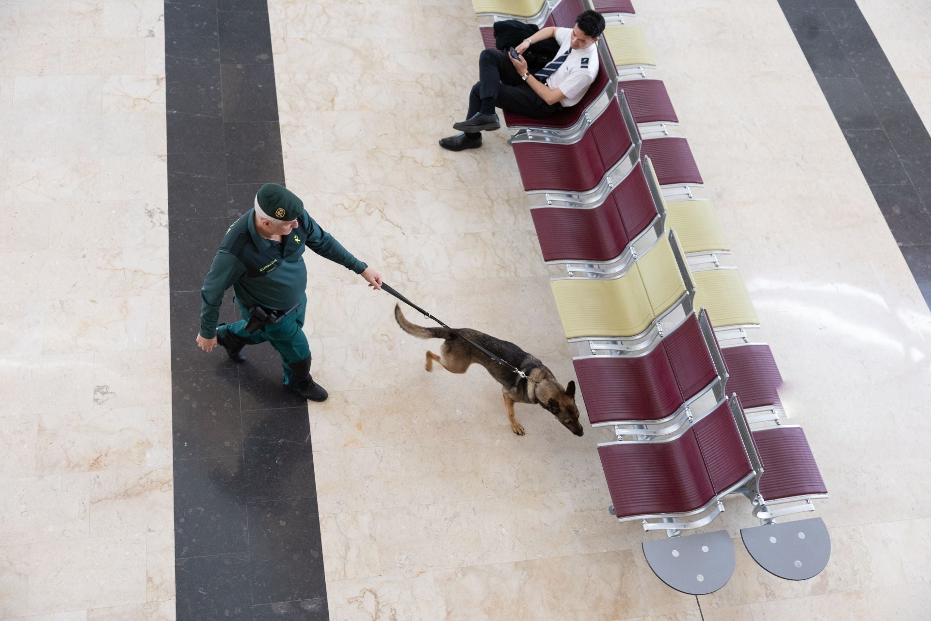 Animales que hacen una labor social