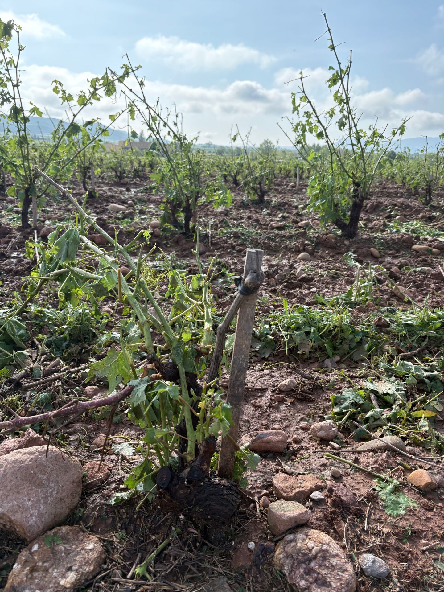 Las imágenes de los viñedos y perales arrasados tras la tormenta
