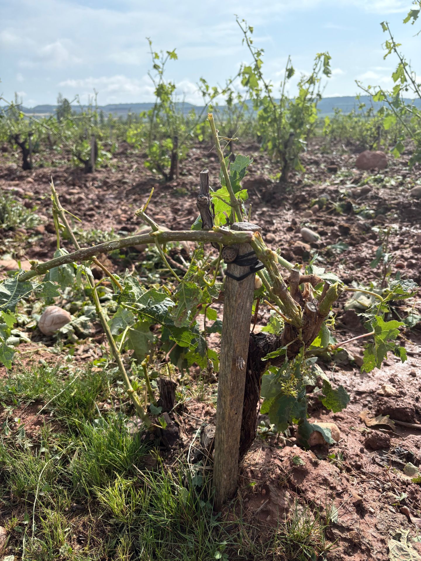 Las imágenes de los viñedos y perales arrasados tras la tormenta