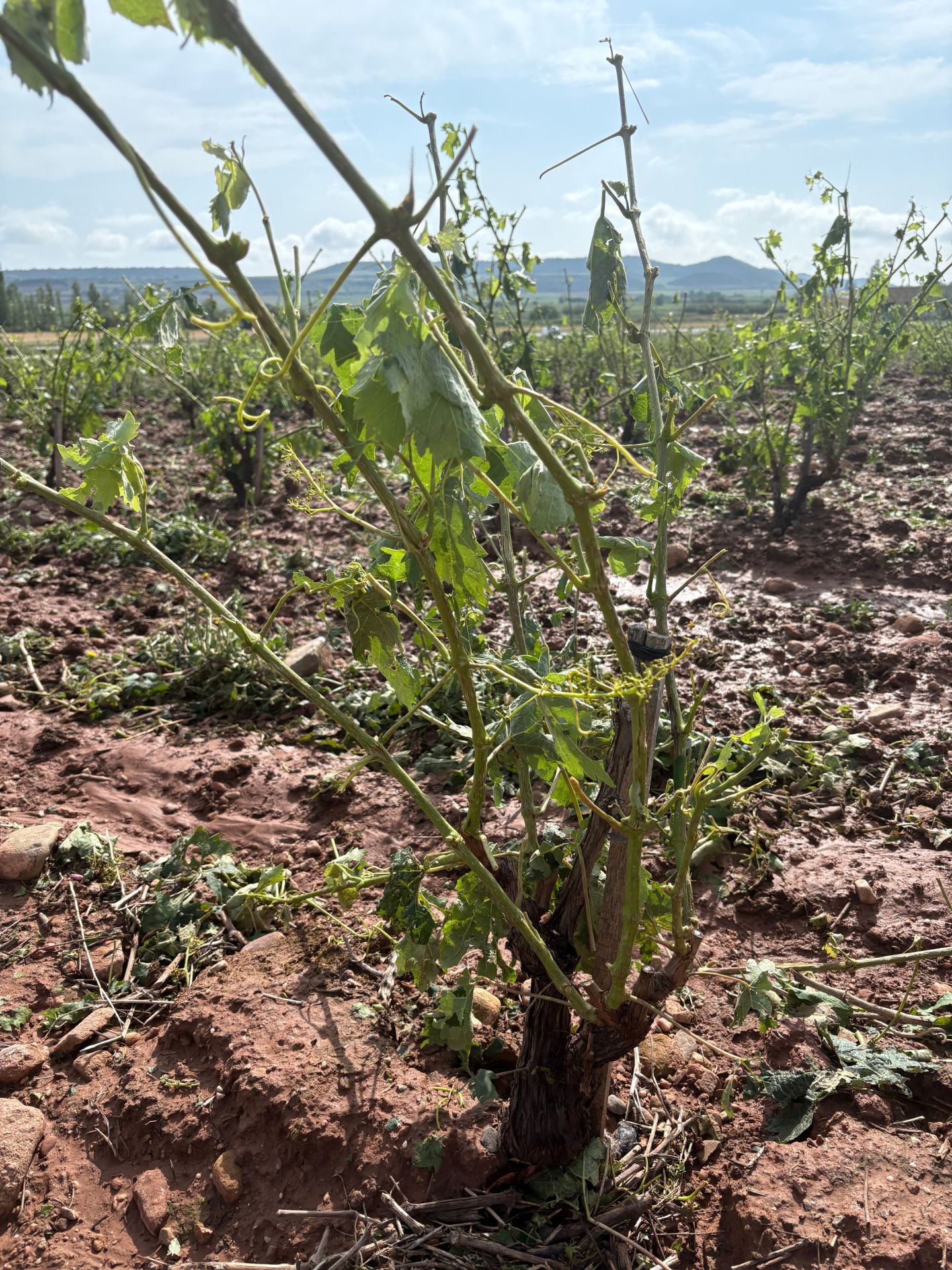 Las imágenes de los viñedos y perales arrasados tras la tormenta