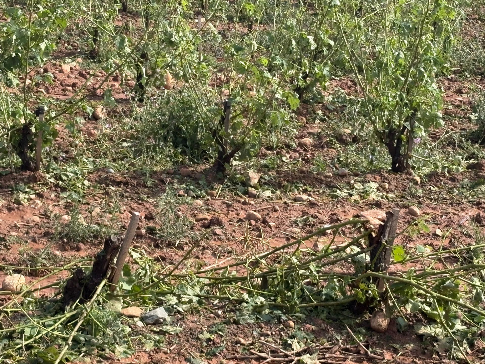 Las imágenes de los viñedos y perales arrasados tras la tormenta